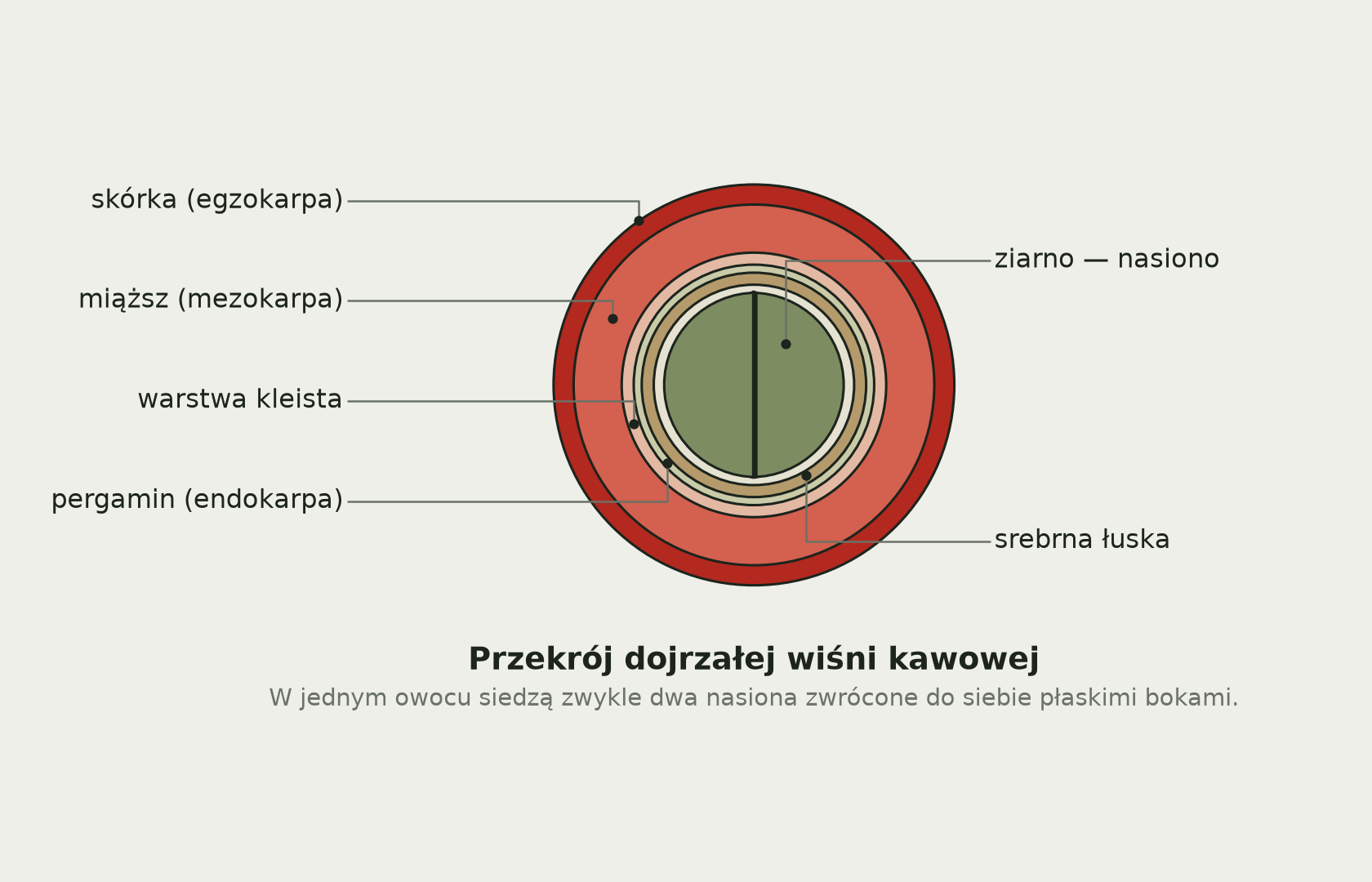 Rysunek przekroju owocu kawowca: czerwona skórka, miąższ, warstwa kleista, pergamin, srebrna łuska i dwa zielone nasiona w środku